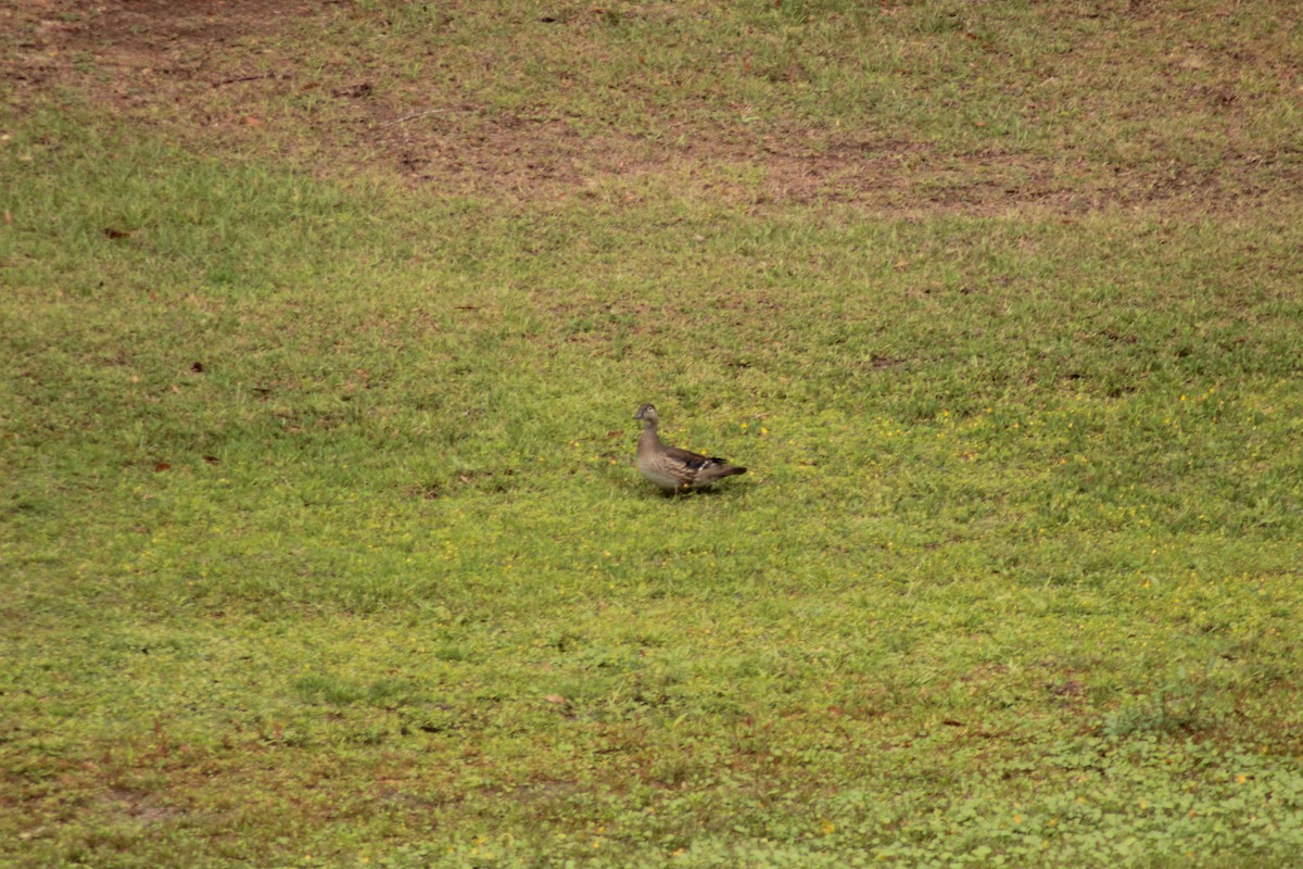 Wood Duck - ML325395821