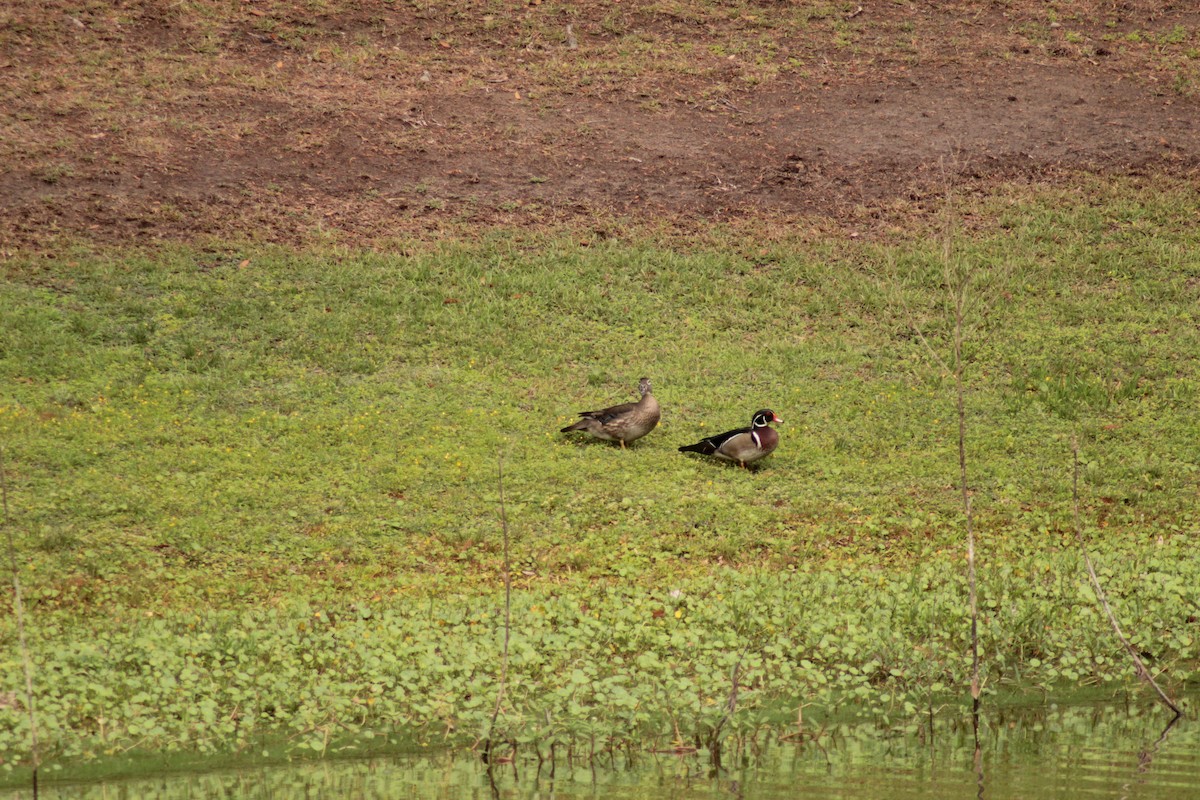 Wood Duck - ML325396021