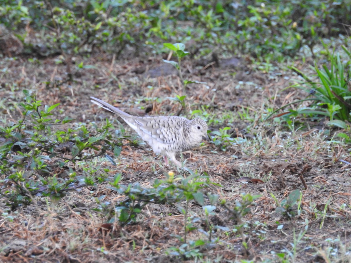 Scaled Dove - ML325396111