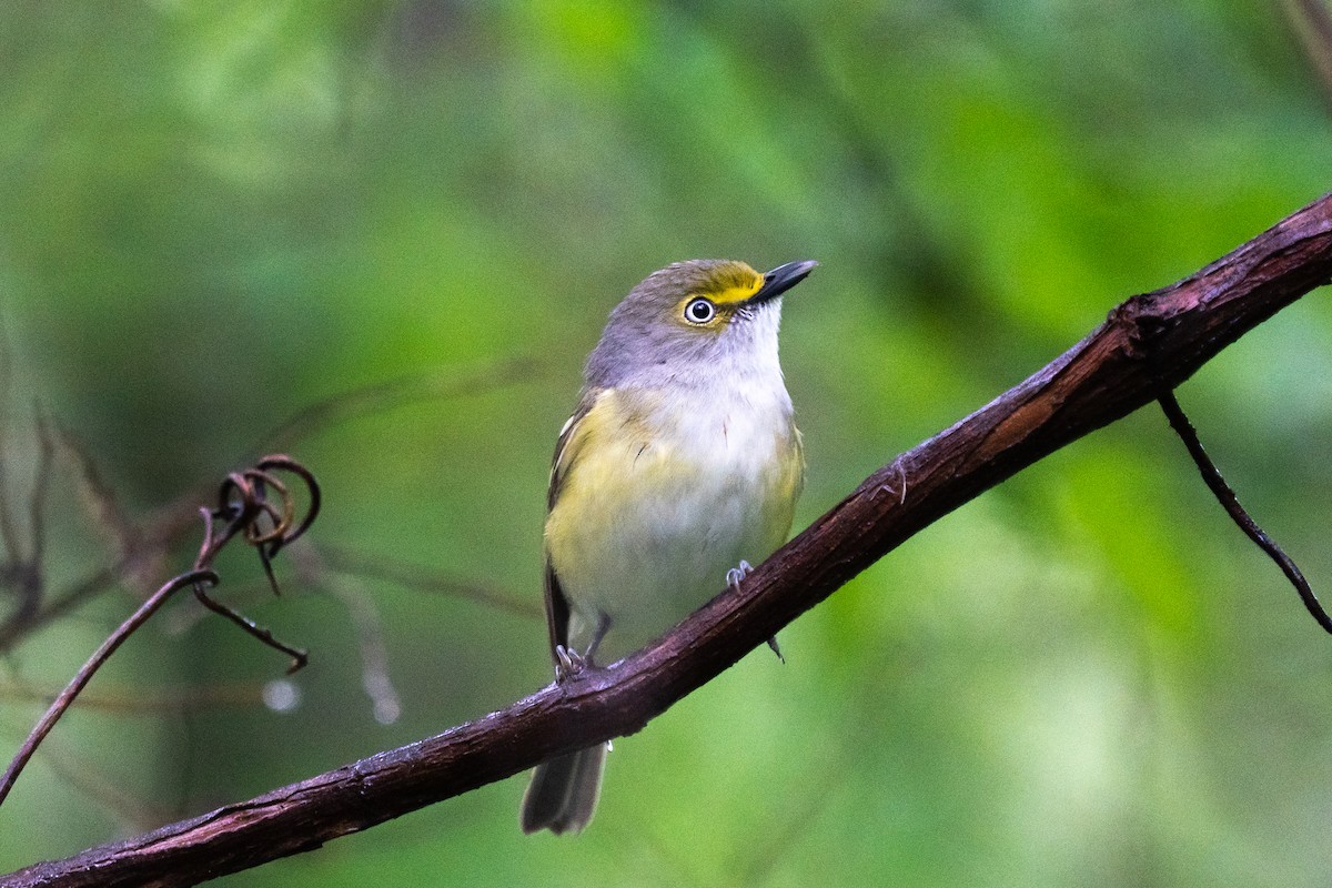 Vireo Ojiblanco - ML325396391