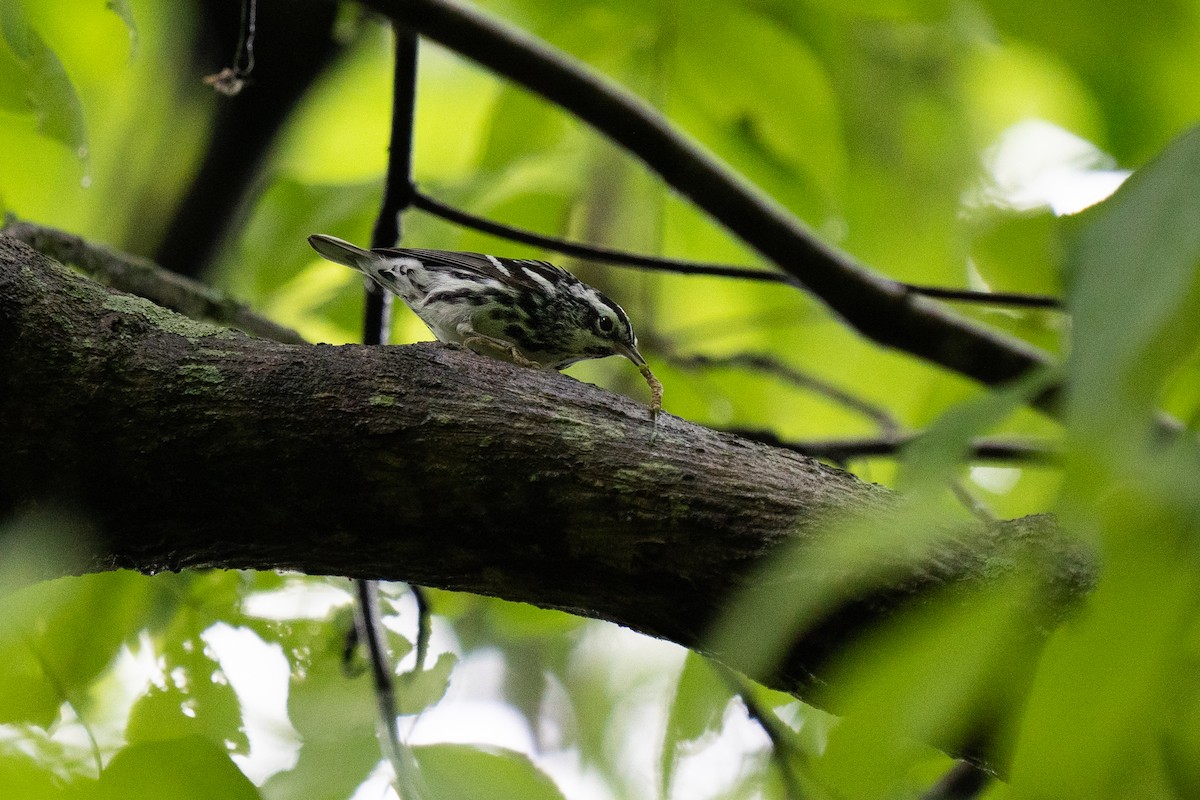 Black-and-white Warbler - Justin Bright