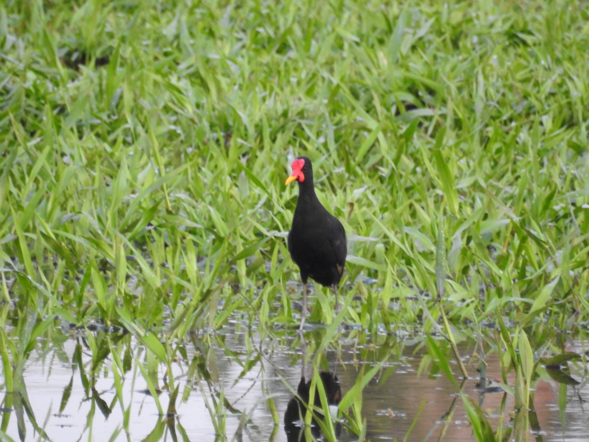 Wattled Jacana - ML325396411