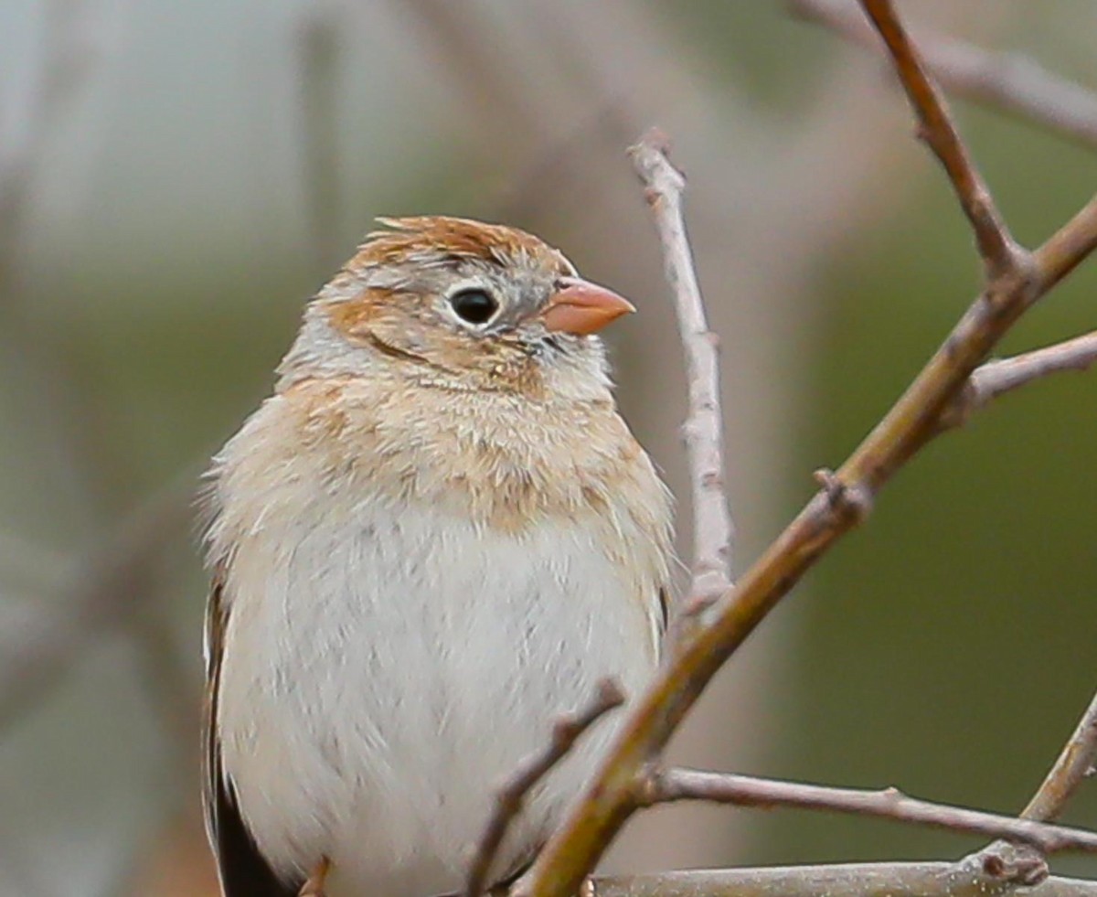 Field Sparrow - ML325396651