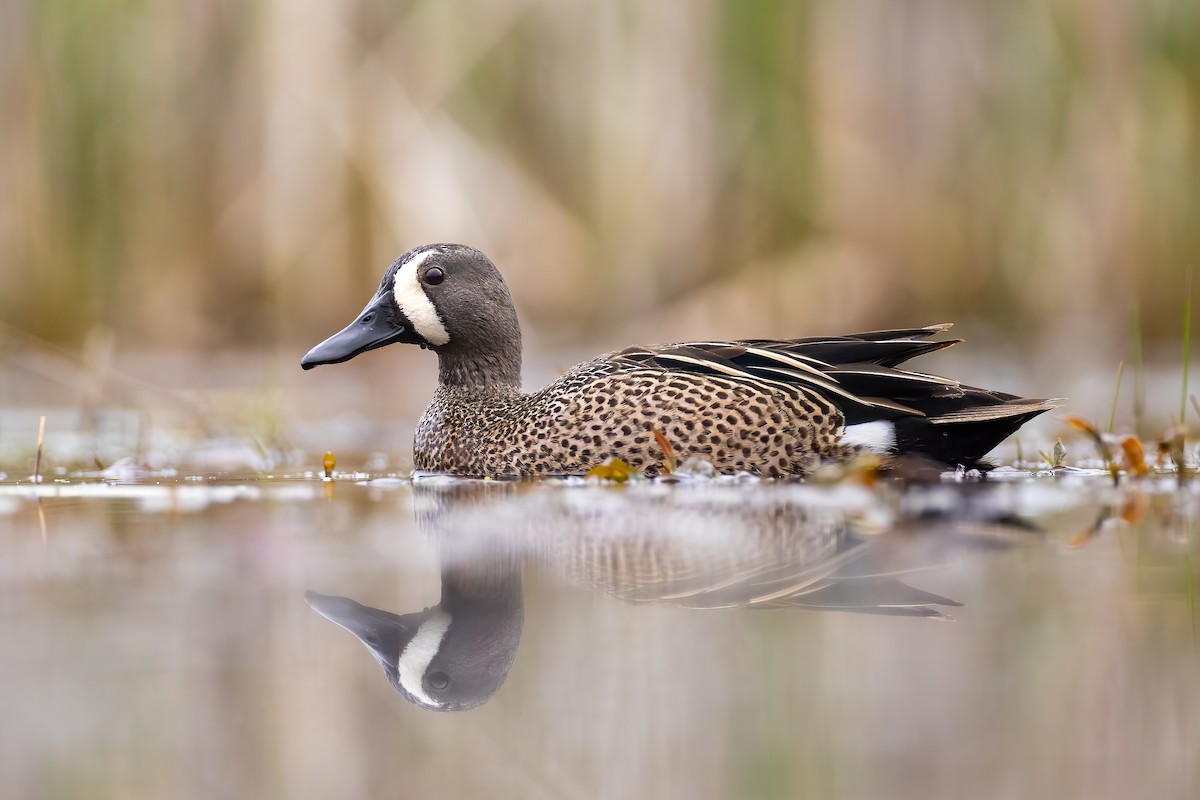 Blue-winged Teal - ML325396921