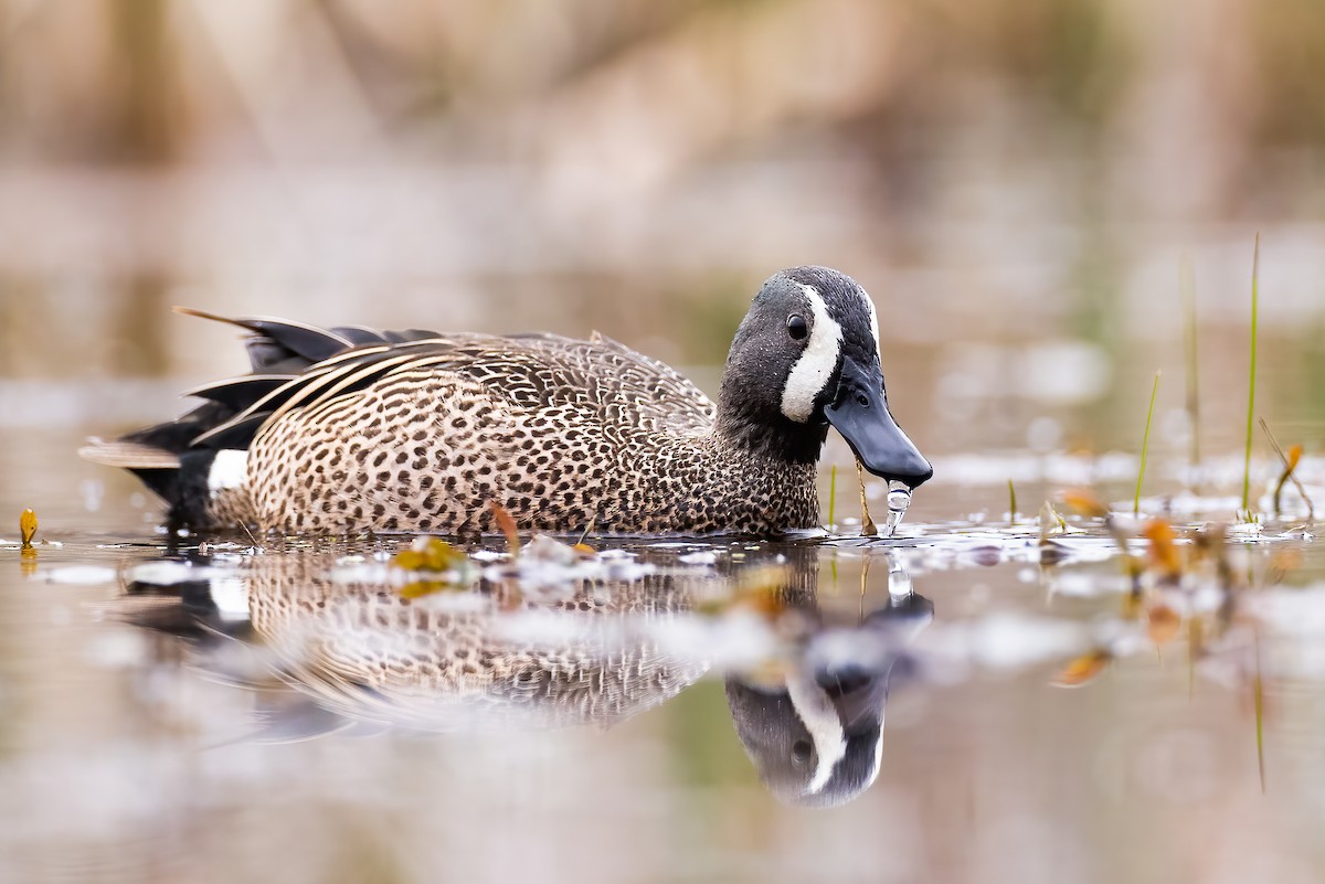 Blue-winged Teal - ML325396981