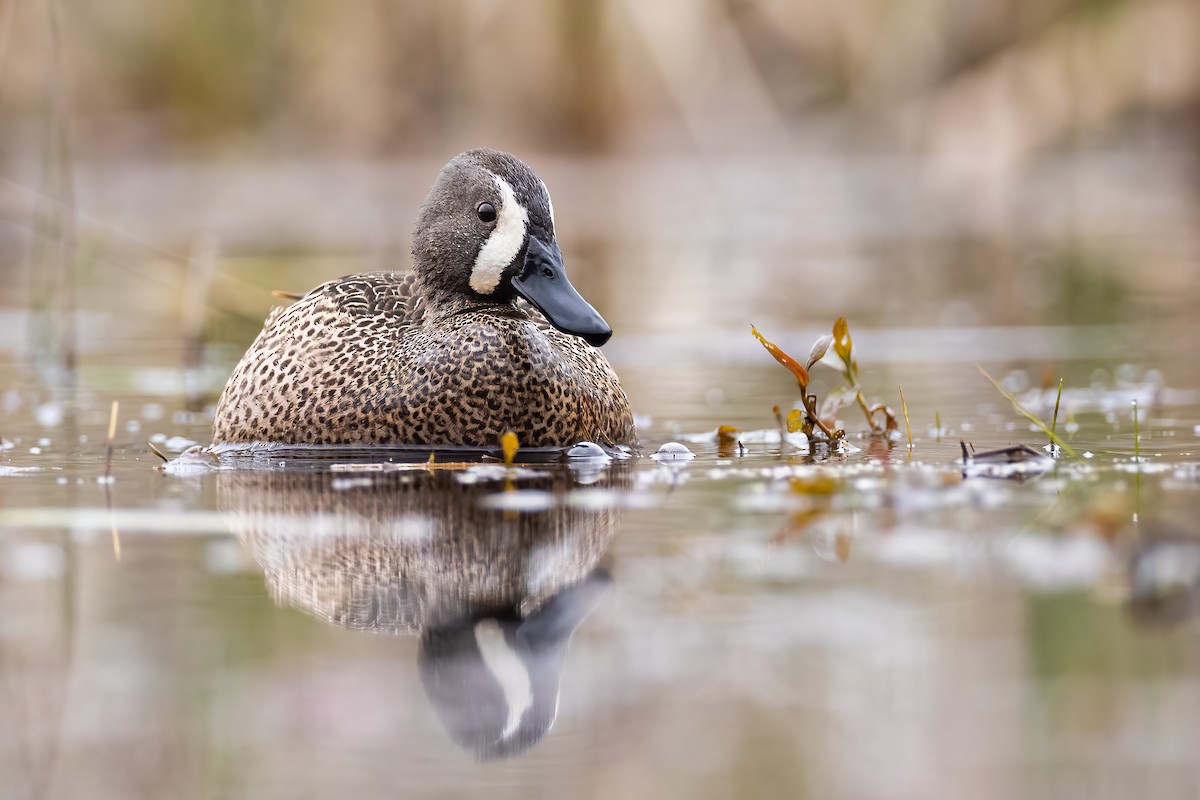 Blue-winged Teal - ML325397281