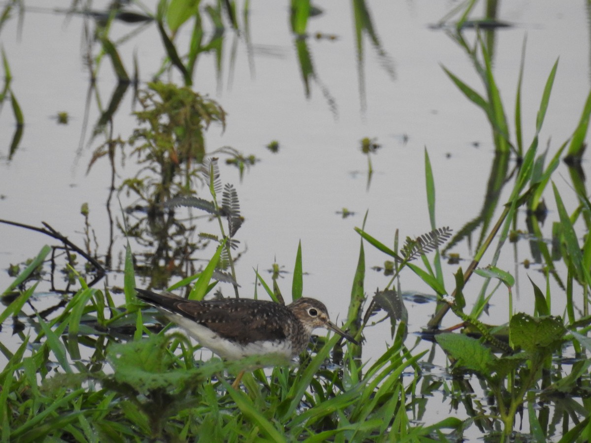 Solitary Sandpiper - Johana Zuluaga-Bonilla