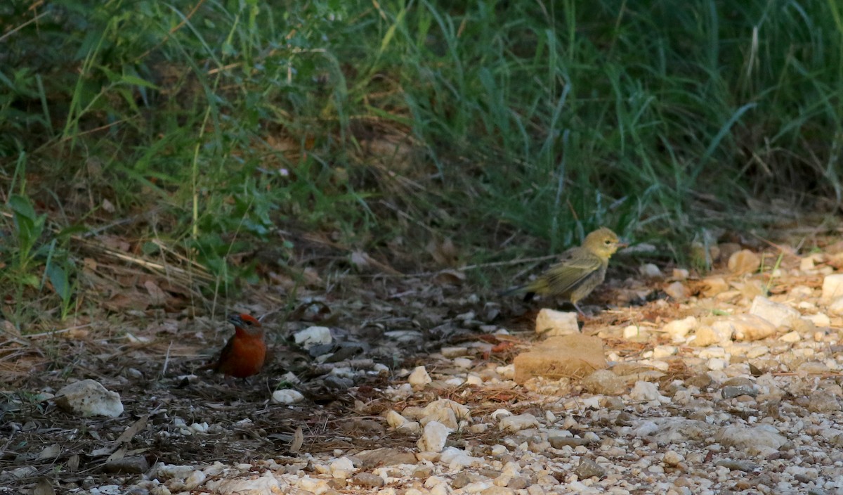 Hepatic Tanager (Northern) - ML32539811