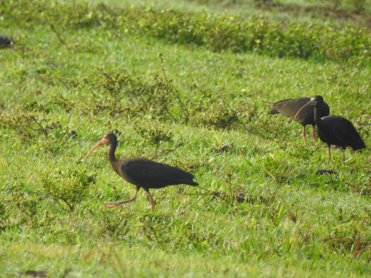 ibis tmavý - ML325398111