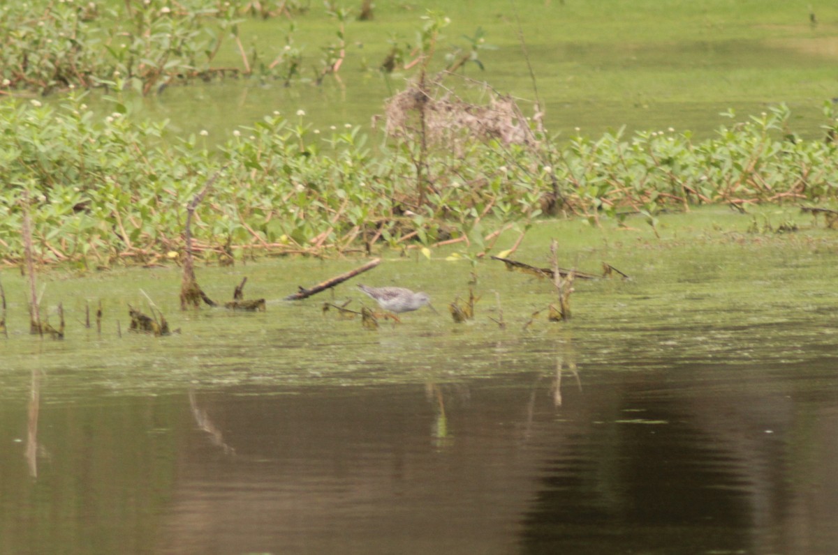 Lesser Yellowlegs - ML325398721