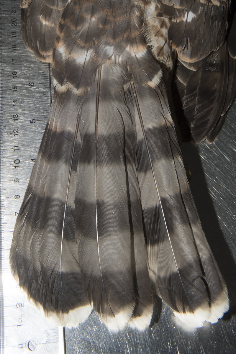 jestřáb americký - ML32539881