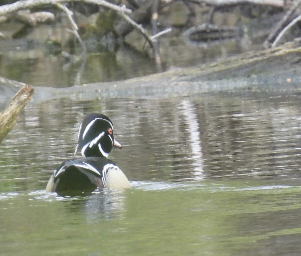 Wood Duck - Anna Testone