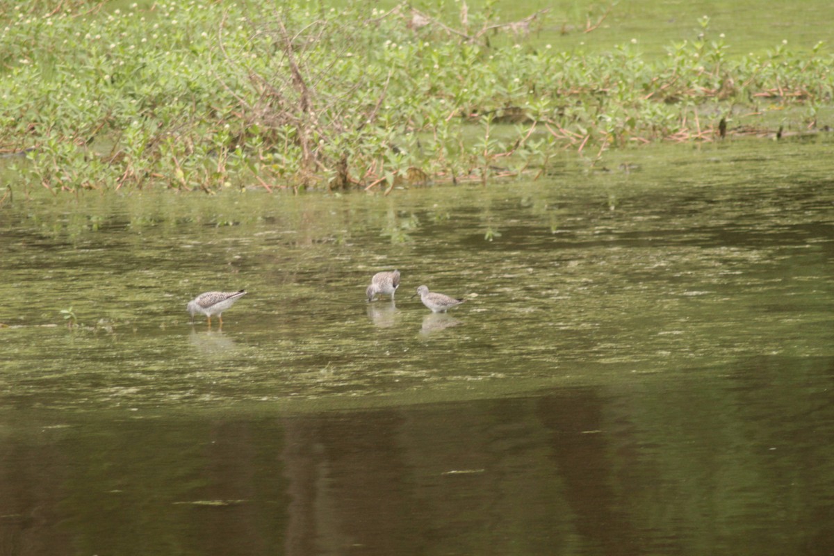 Lesser Yellowlegs - ML325399601