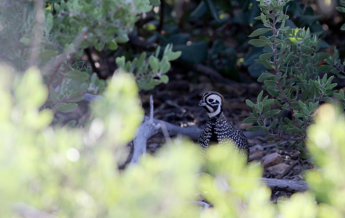 Montezuma Quail - Jay McGowan