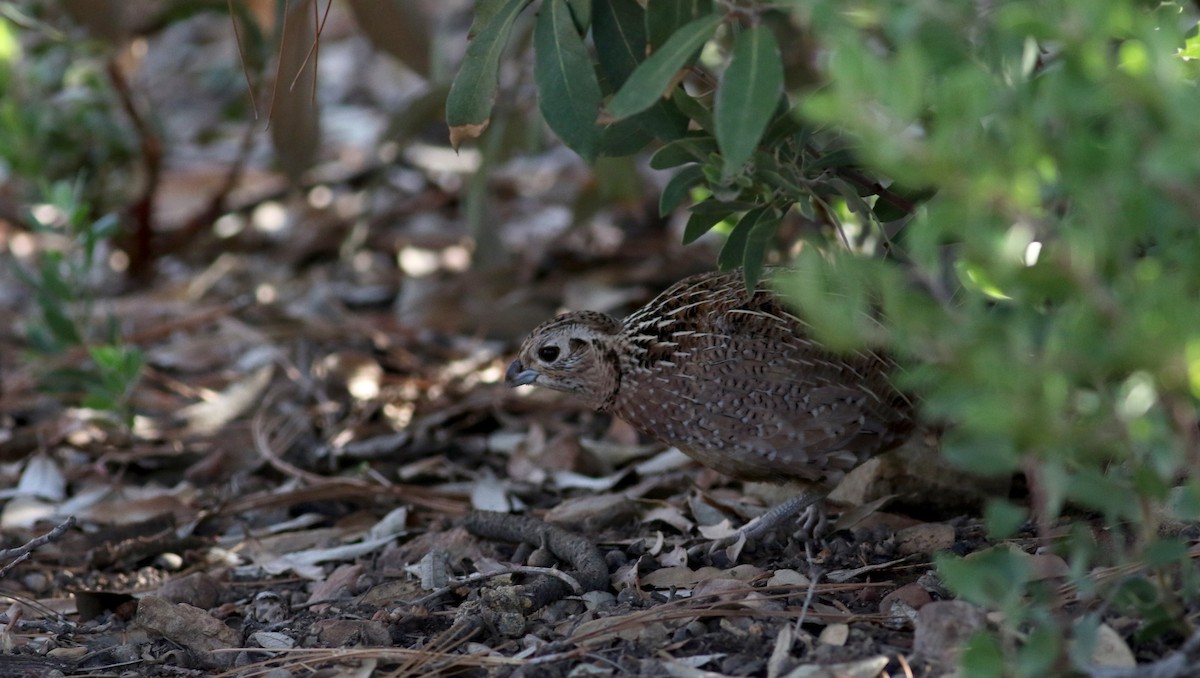Montezuma Quail - Jay McGowan
