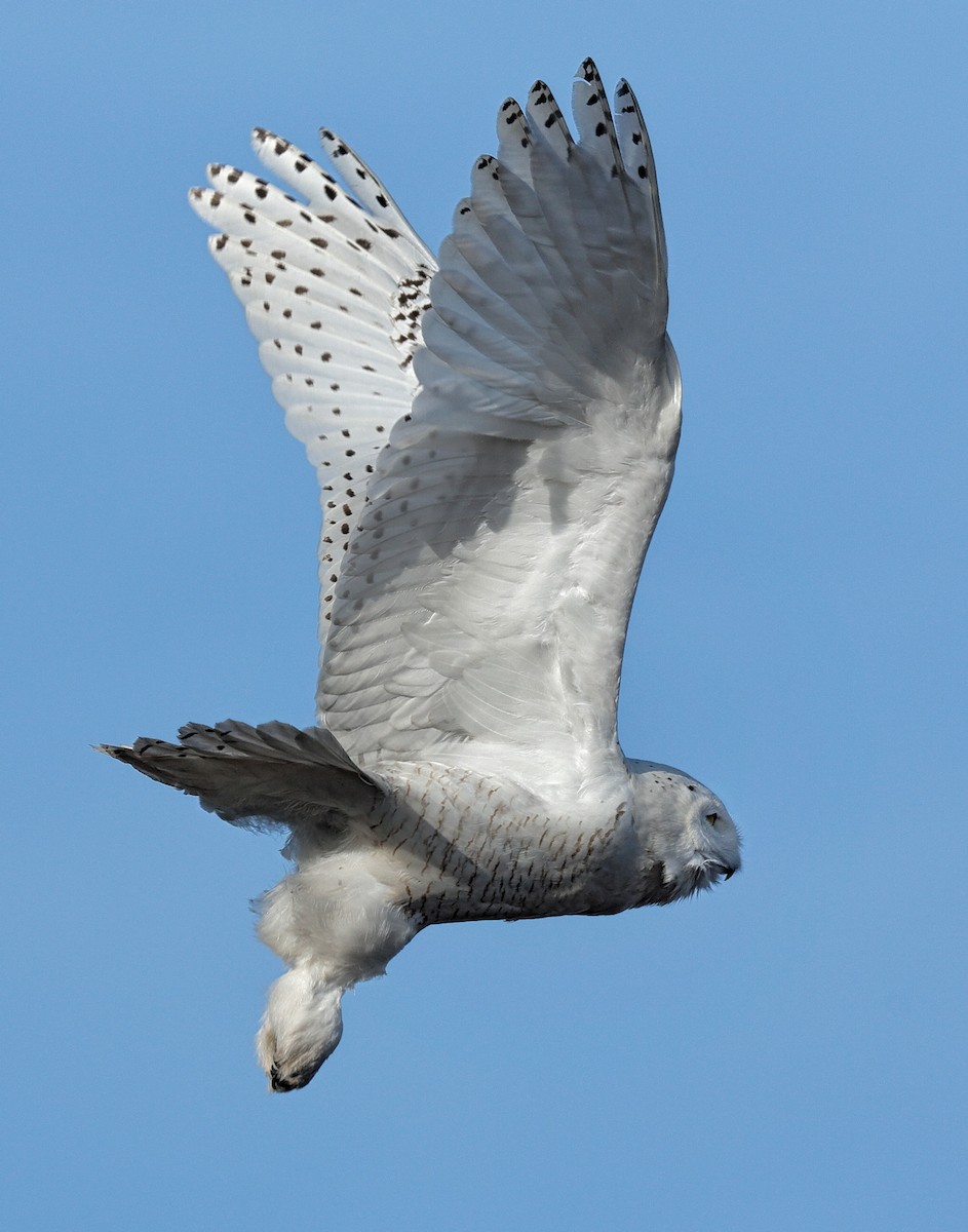 Snowy Owl - ML325402431