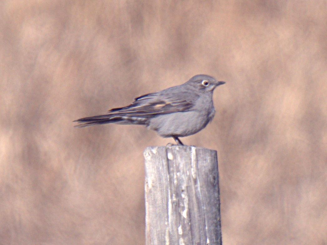 Townsend's Solitaire - ML325402561