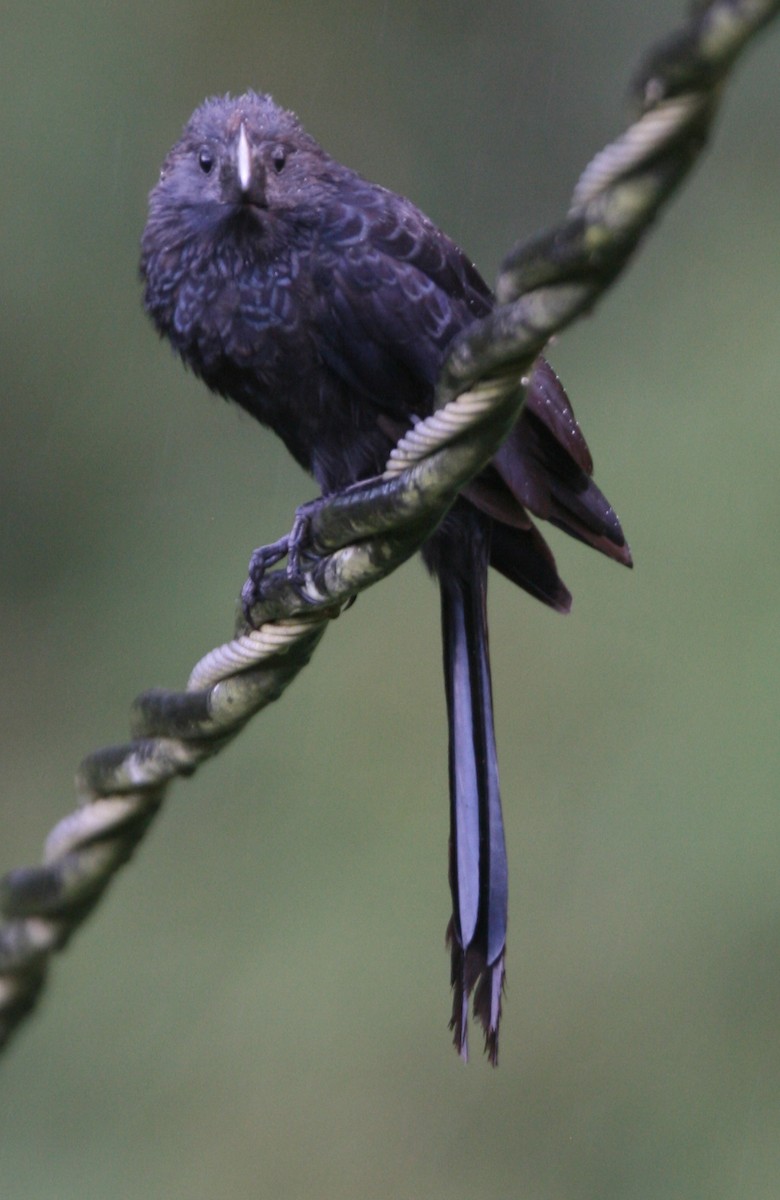 Smooth-billed Ani - ML325403151