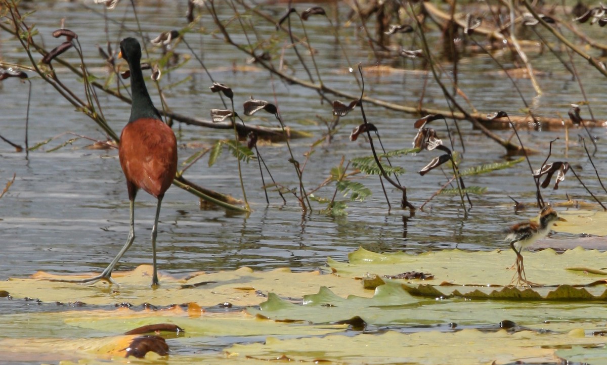 Wattled Jacana - ML325403611