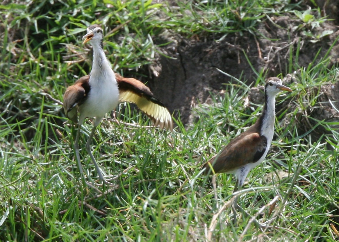 Wattled Jacana - James Timmons