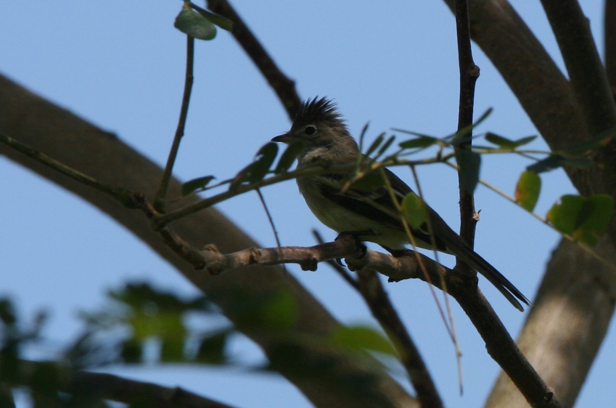 Yellow-bellied Elaenia - ML325405171