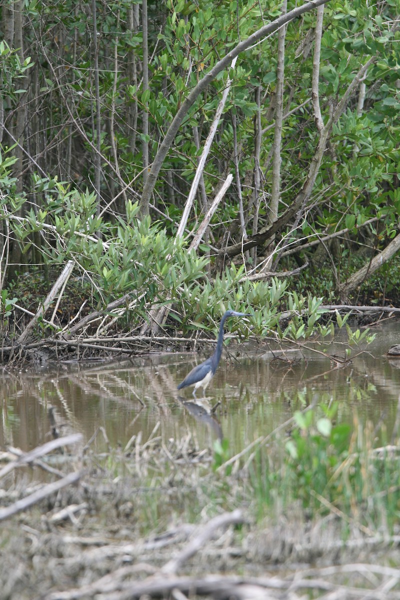 Tricolored Heron - ML325405181