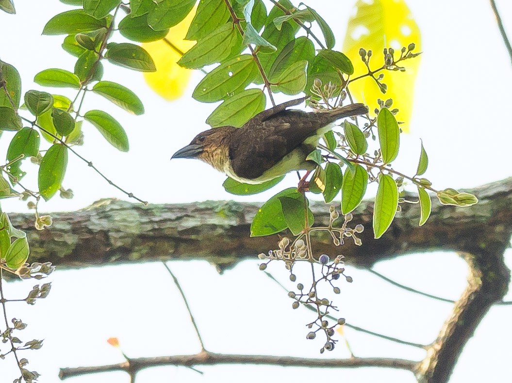 Sooty Barbet - ML325405591