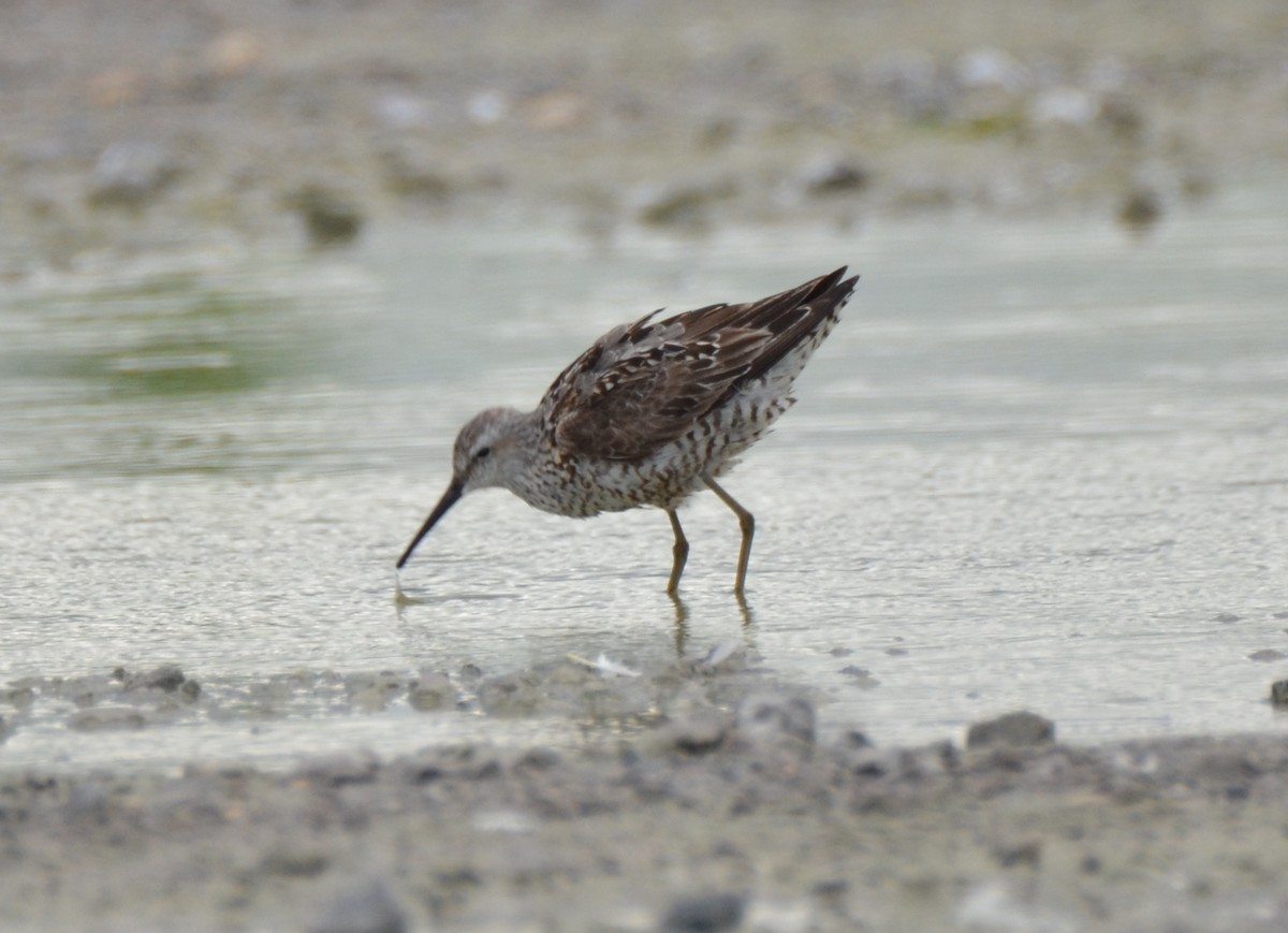 Stilt Sandpiper - ML32540571