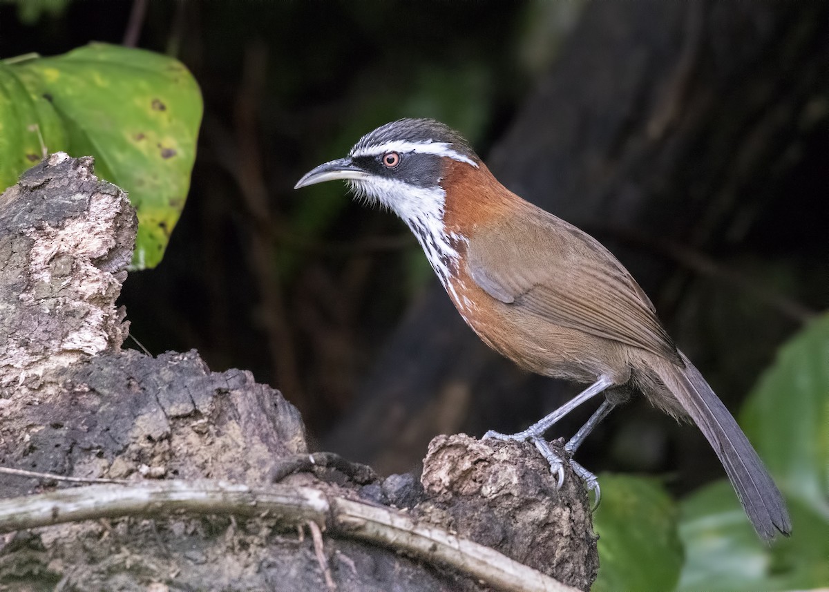 Taiwan Scimitar-Babbler - ML325405801