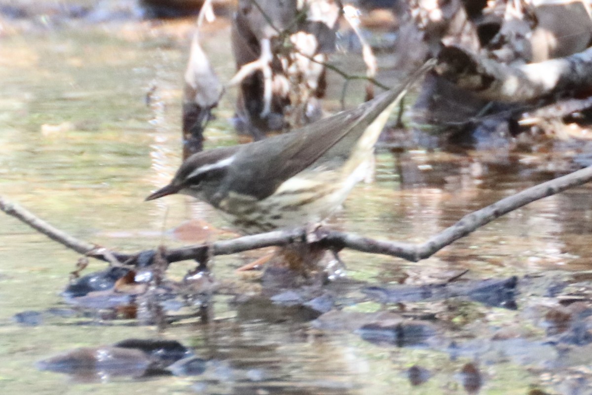 lesňáček potoční - ML325406321