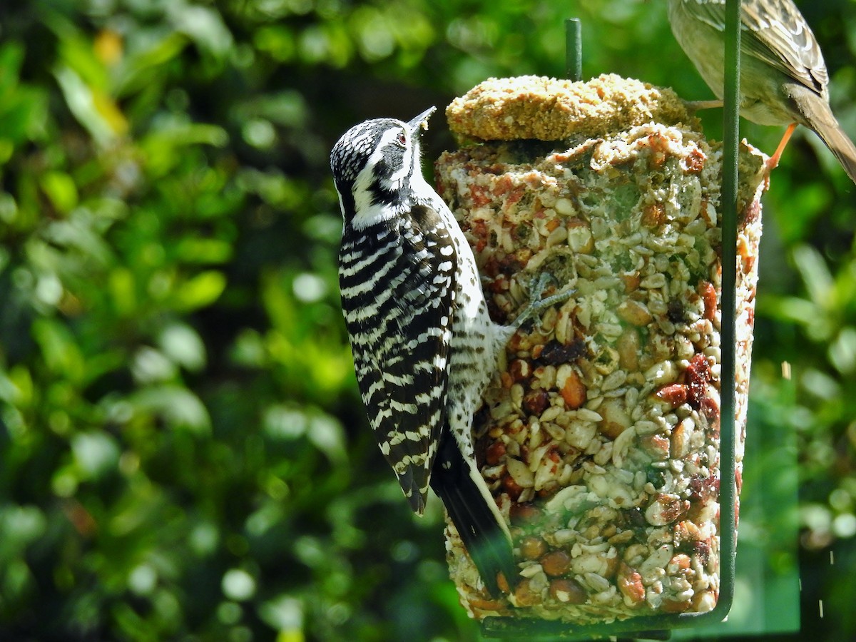 woodpecker sp. - ML325408101