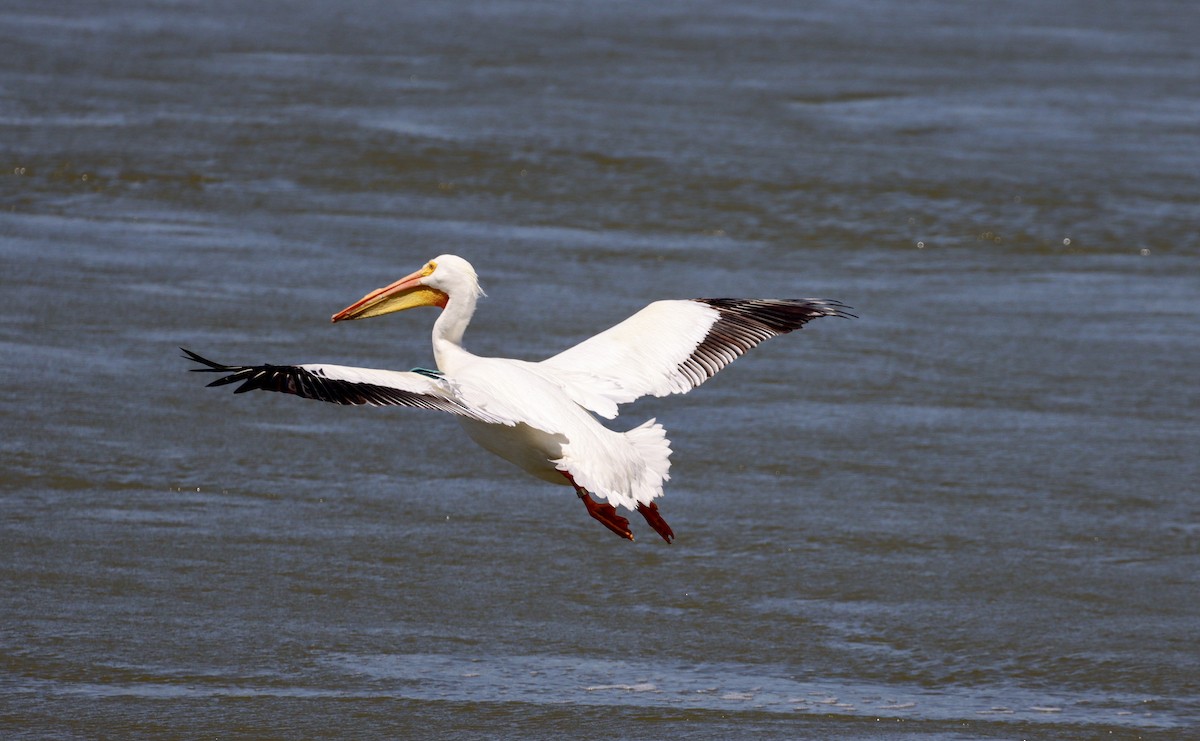 American White Pelican - ML325408171