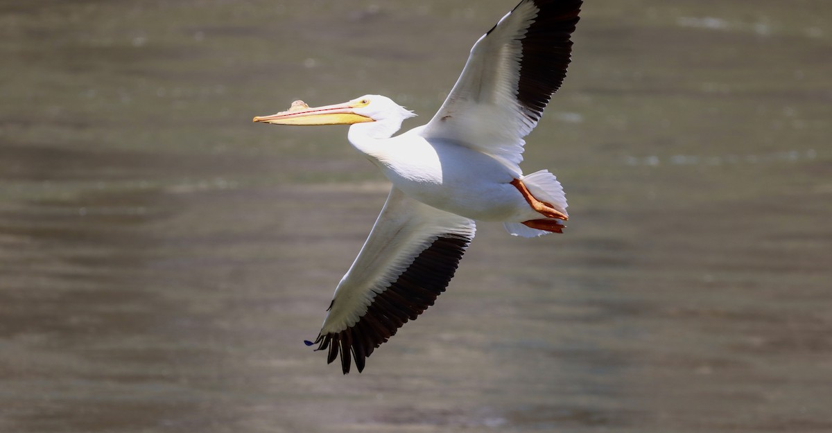 American White Pelican - ML325408251