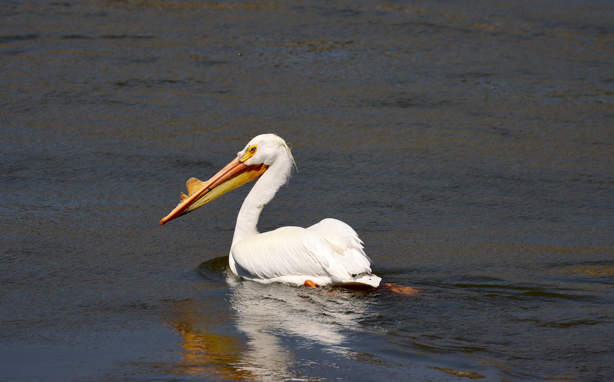 American White Pelican - ML325408291