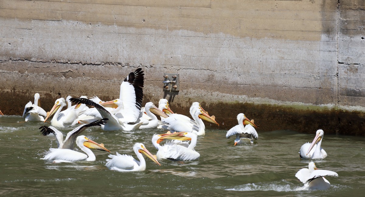 American White Pelican - ML325408641