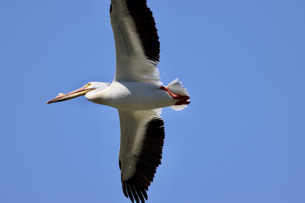 American White Pelican - ML325408961