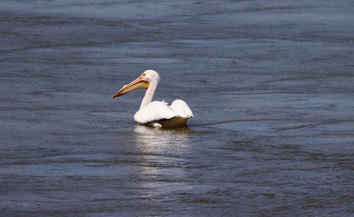 American White Pelican - ML325409001