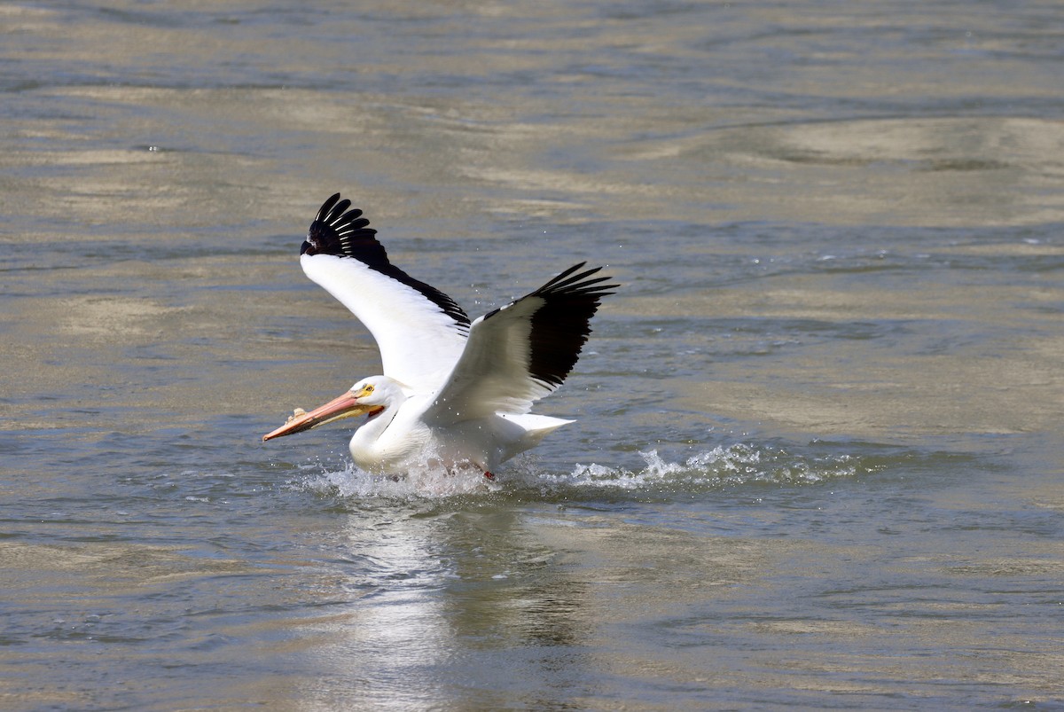 American White Pelican - ML325409011