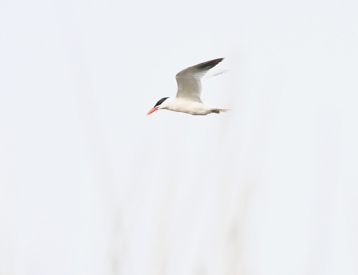Royal Tern - ML325410351