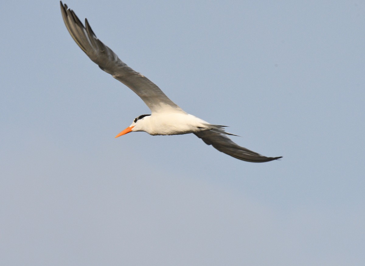 Royal Tern - ML325411561