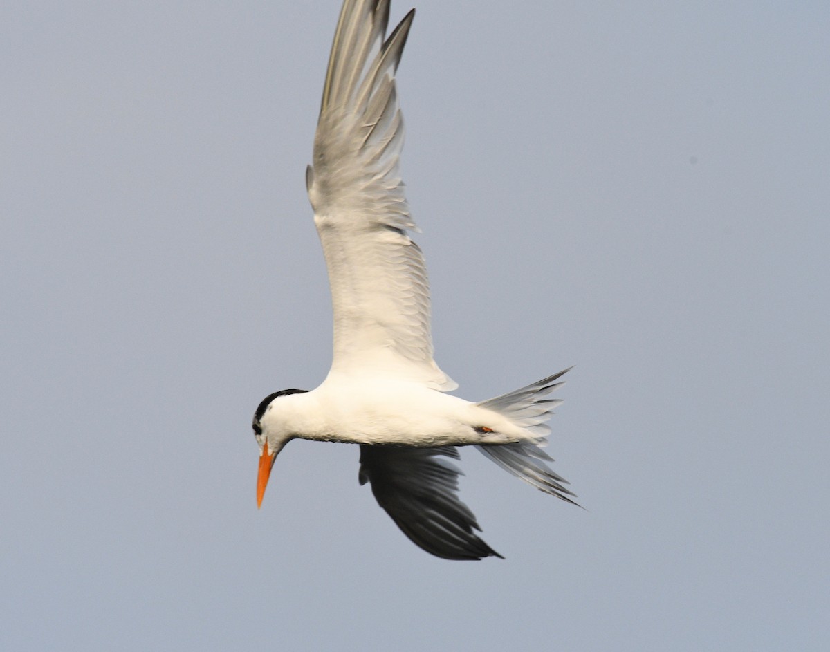 Royal Tern - ML325411701
