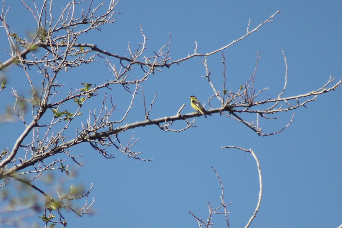 Lesser Goldfinch - ML325413231