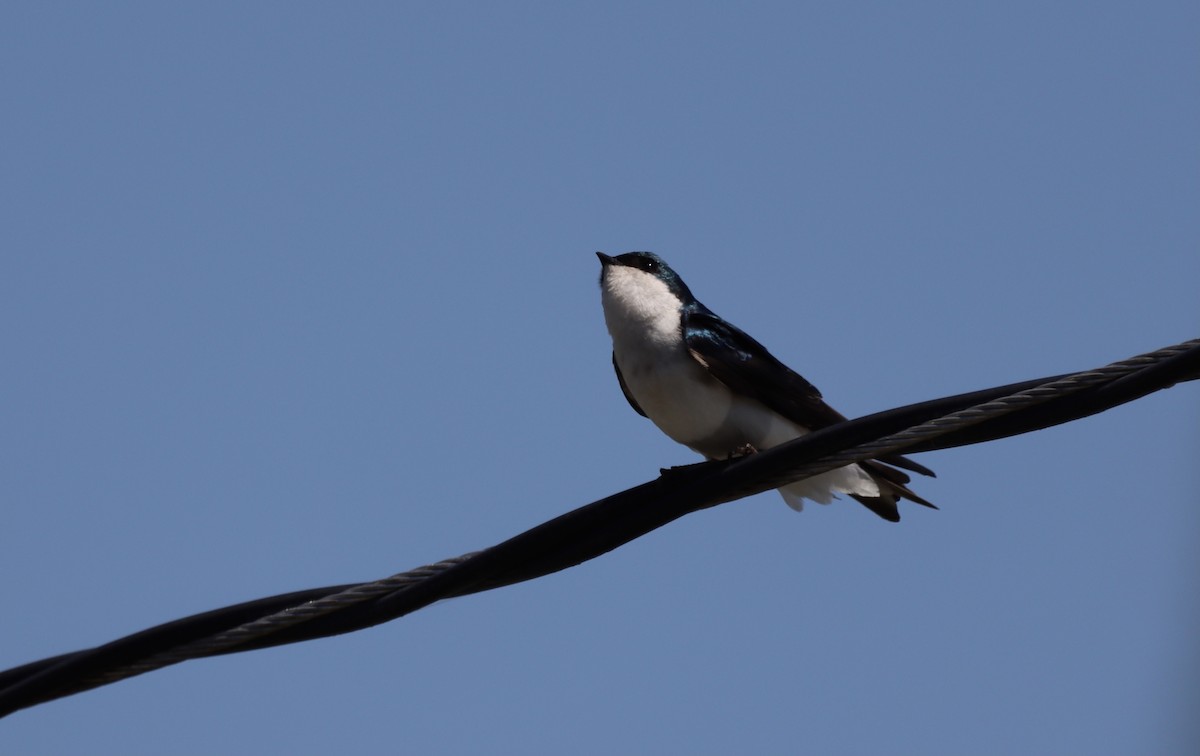 Tree Swallow - ML325413271