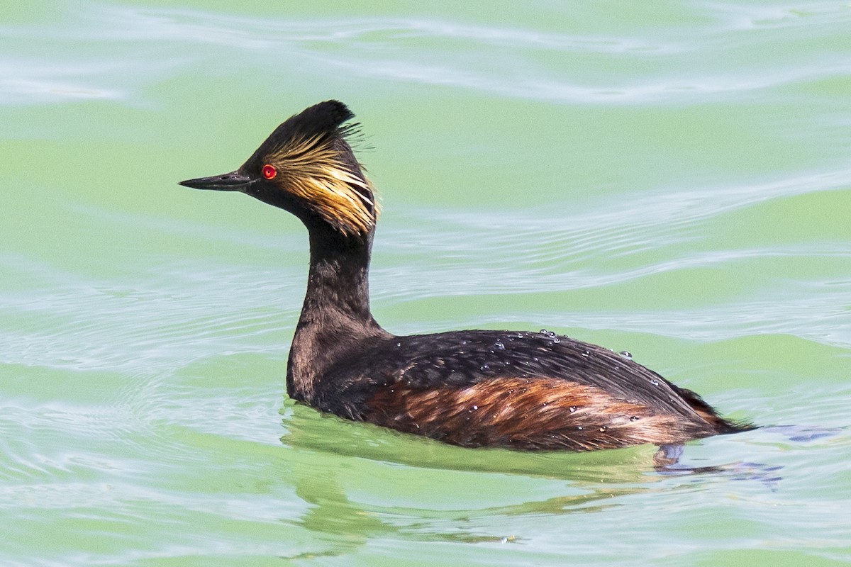 Eared Grebe - Lesley Tullis