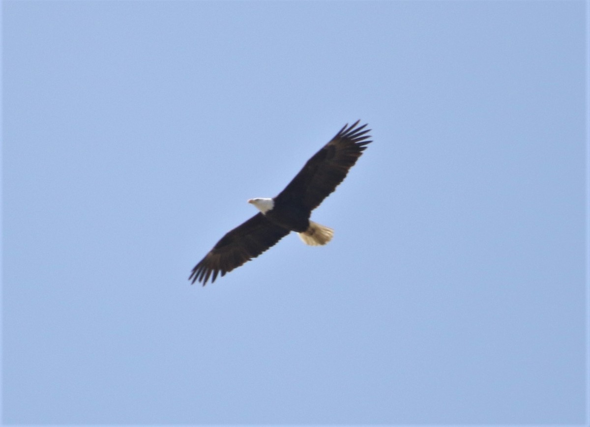 Bald Eagle - ML325414521