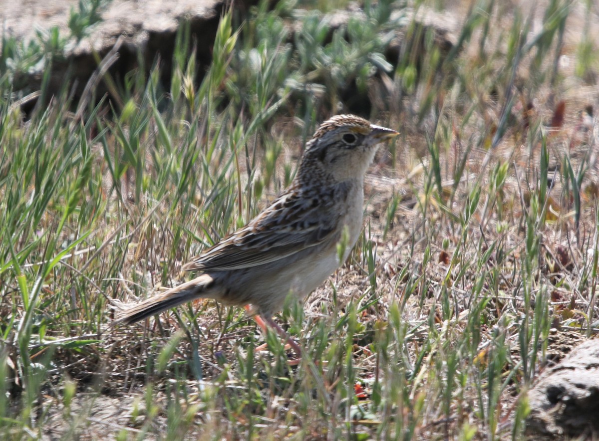 Grasshopper Sparrow - ML325414661