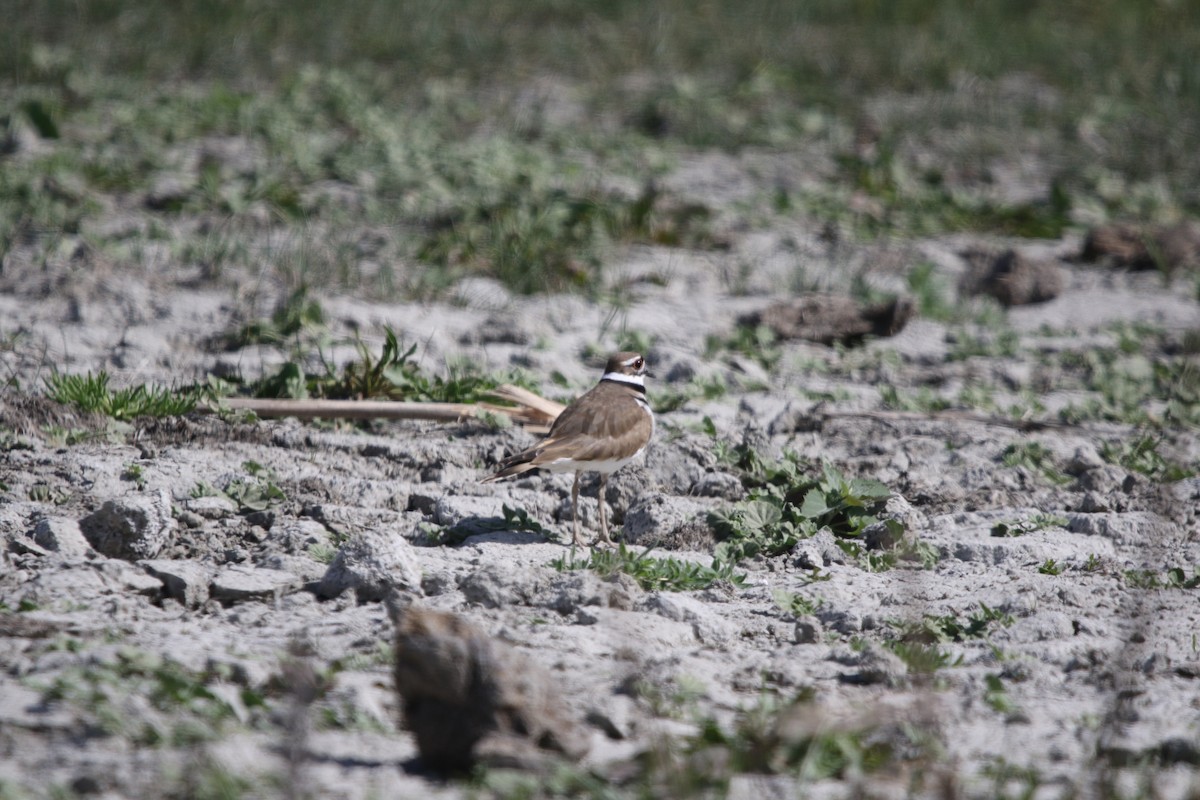 Killdeer - ML325415541