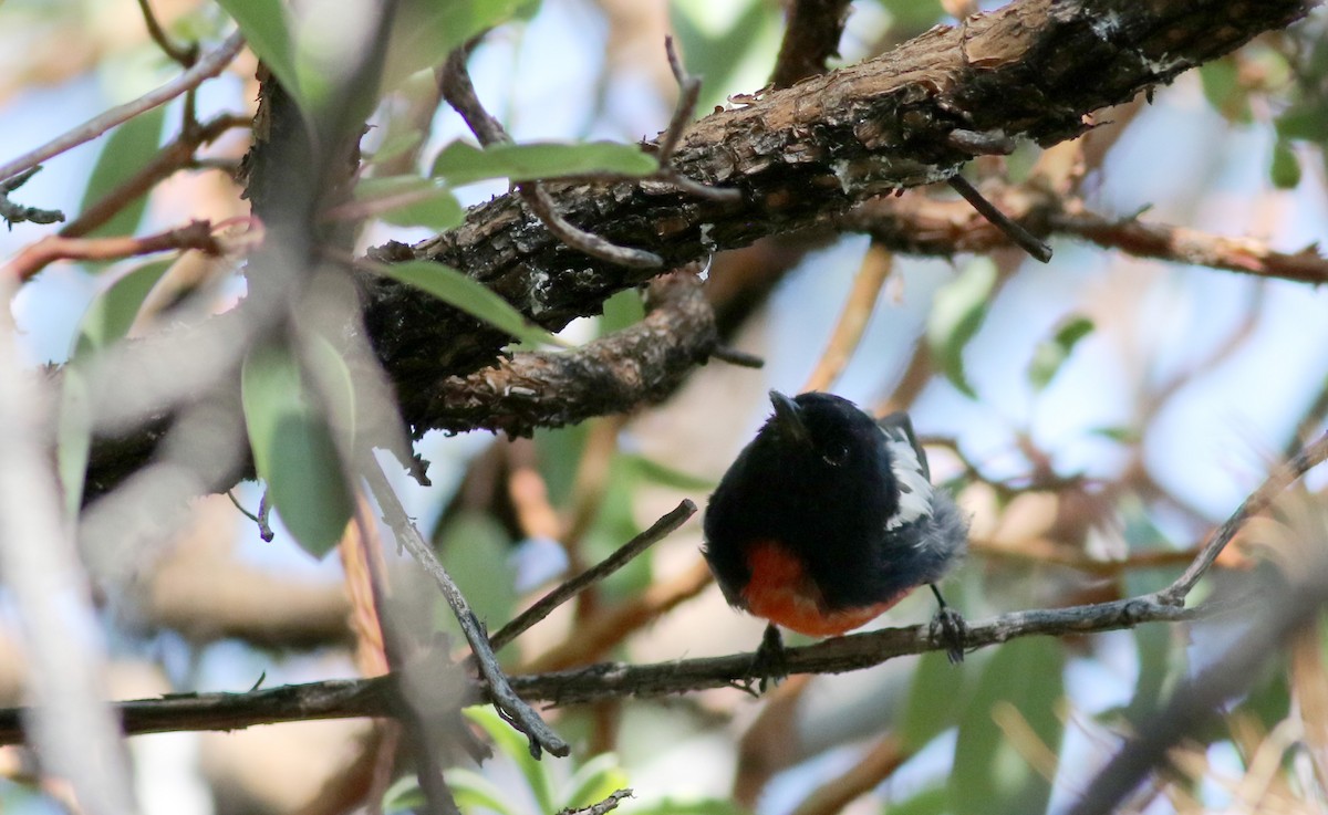 Painted Redstart - Jay McGowan