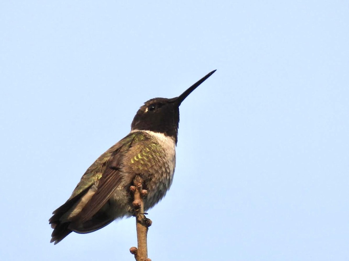 Black-chinned Hummingbird - Steven Self