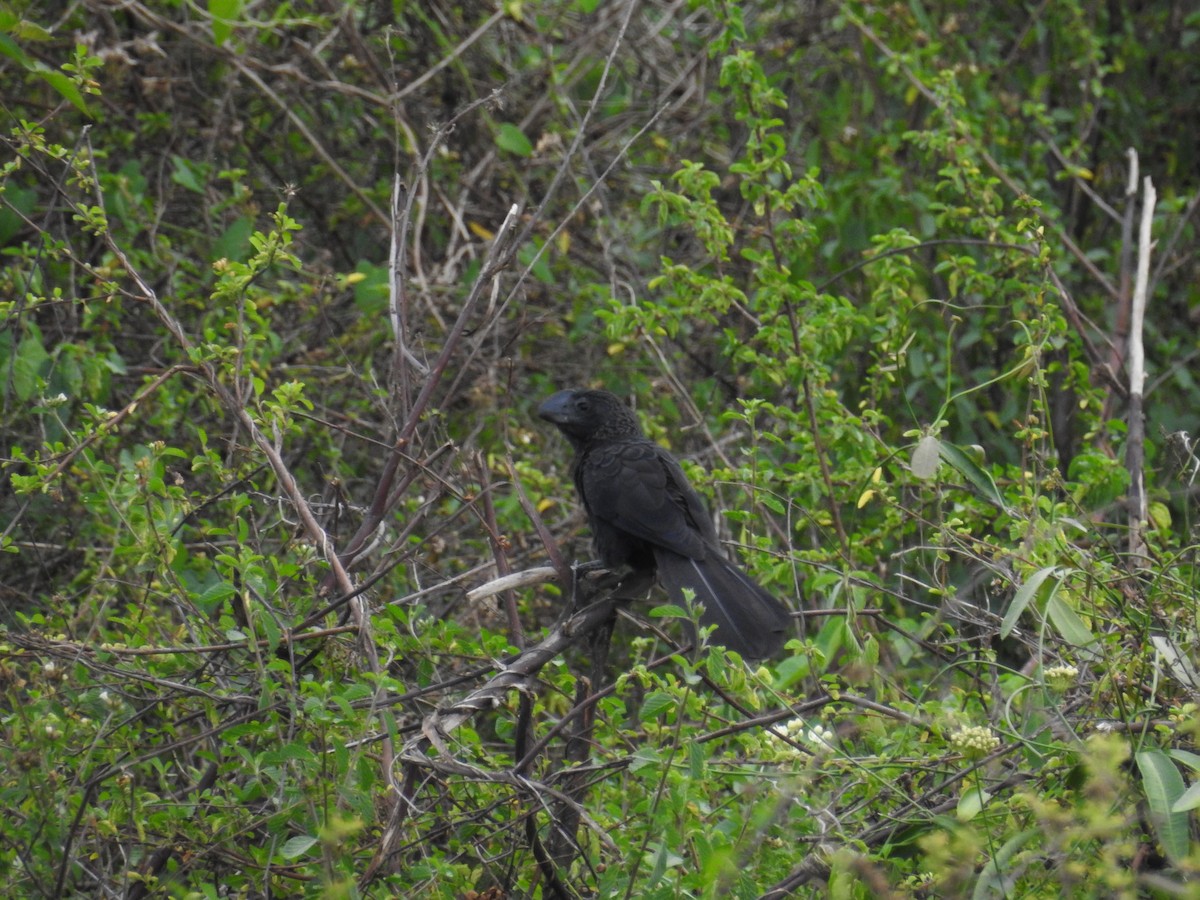 Smooth-billed Ani - Johana Zuluaga-Bonilla